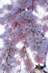 Japan 2018 Cherry Blossoms
