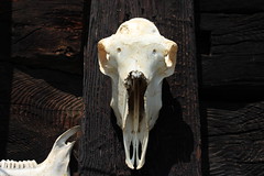 Des crânes et des os