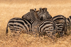 Tanzania: Serengeti