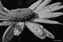 Blumen / flowers black & white
