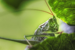 Insects - Orthoptera - grasshoppers, crickets