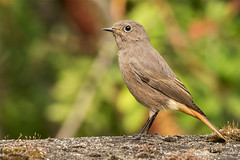 Rabirruivo-preto | Black Redstart (Phoenicurus ochruros)
