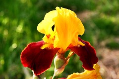 Iris. Iridaceae.