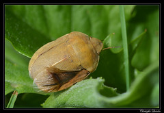 Heteroptera/Scutellleridae
