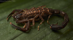 Scorpions (Colombia)