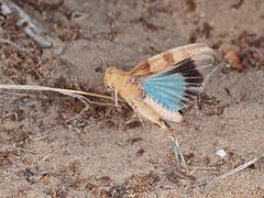 Grasshoppers in Flight - Orthoptera (Saltatoria) - fliegende Heuschrecken