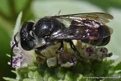 Megachile campanulae, bellflower resin bee