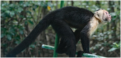 2011-White-Faced Capuchin