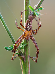 Arachnida