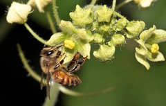 abejas, avispas y hormigas (bees, wasps and ants)