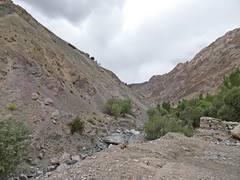 Ladakh - Mangue