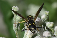 Ancistrocerus, potter/mason wasp