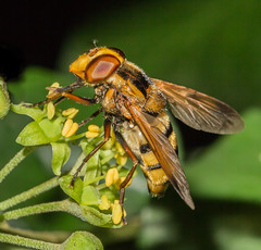 Lesser Hornet Hoverfly