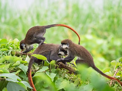 2018,uganda,The Haven, Monkeys