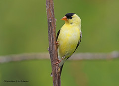 Chardonneret jaune / American Goldfinch