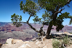 2008-Grand Canyon