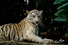 Dusit Zoo,Bangkok
