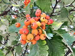 Ashberry. Sorbus intermedia.