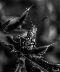 'grasshoppers in bw'