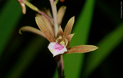 Eulophia graminea (Orchidaceae)
