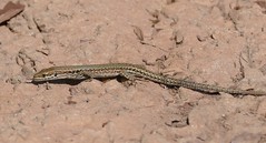 Common Wall Lizard (Podarcis muralis) female