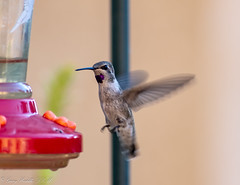 Hummingbird New