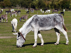 Brightwell-cum-Sotwell (Island Farm Donkey Sanctuary)