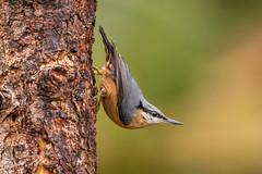 Nuthatches & Treecreepers