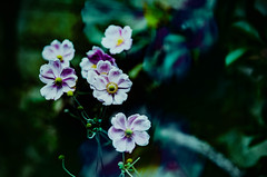 Nature & Flowers