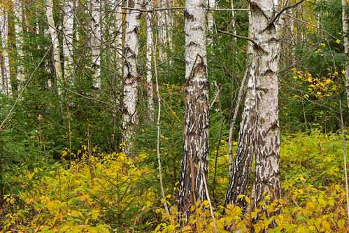 Березовый лес в октябре Автор: Вячеслав Степанов