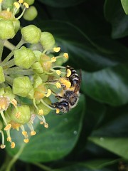 Solitary Bee - Colletes marginatus