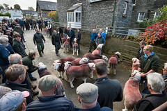 Broughton Auction Mart, Cumbria. Annual Show and Sale of Herdwick and Swaledale Rams, 02/10/18