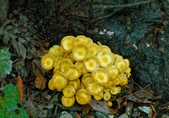 Fungus & Mushrooms