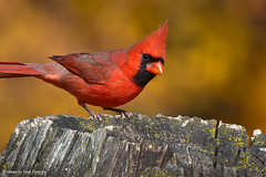 Cardinals (Cardinalidae)