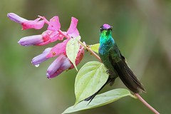 Peru, the color of the birds