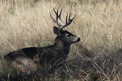 RMANWR Deer 10/31/18