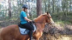 Shelley's Horse Videos