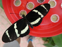 Héliconius d'Hewitson - Hewitson's Longwing