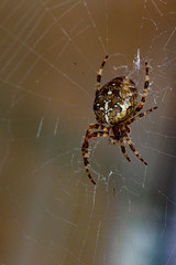 Spiders and Creepy Crawlies