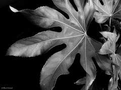 Black & White Botanical