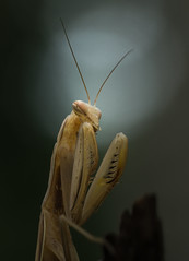Mantises (Mantodea)