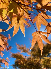 Sun Shining Through Colorful Autumn Leaves
