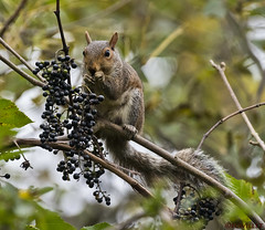 squirrels chipmunks
