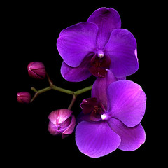 THE ORCHID COLLECTION.