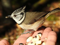 Hand Feeding Wild Birds