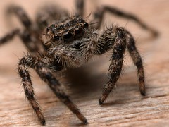 Spiders and other Arthropodes