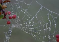 Dewy webs