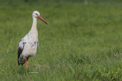 Cicogna - Ciconia ciconia - Cigogne blanche - White stork - Weißstorch