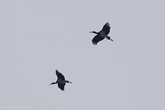 Cigogne noire - Black Stork (Ciconia nigra)