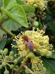 Ivy Bee - Colletes Hederae 